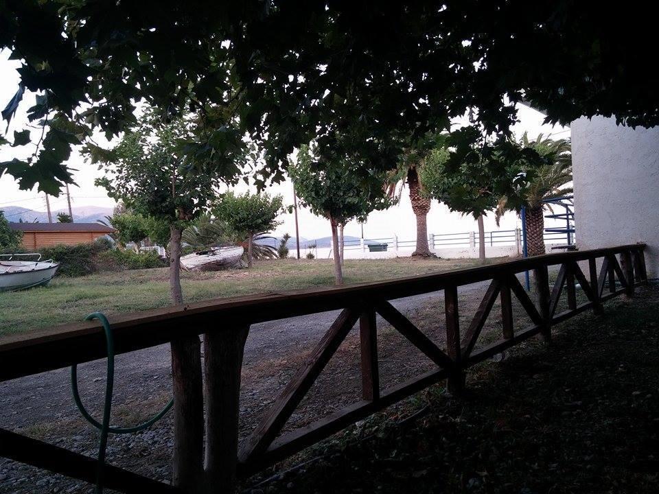 Tolofona