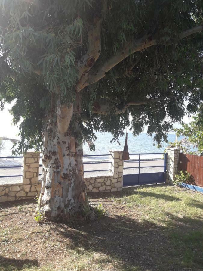 Tolofona Apartment Erateini
